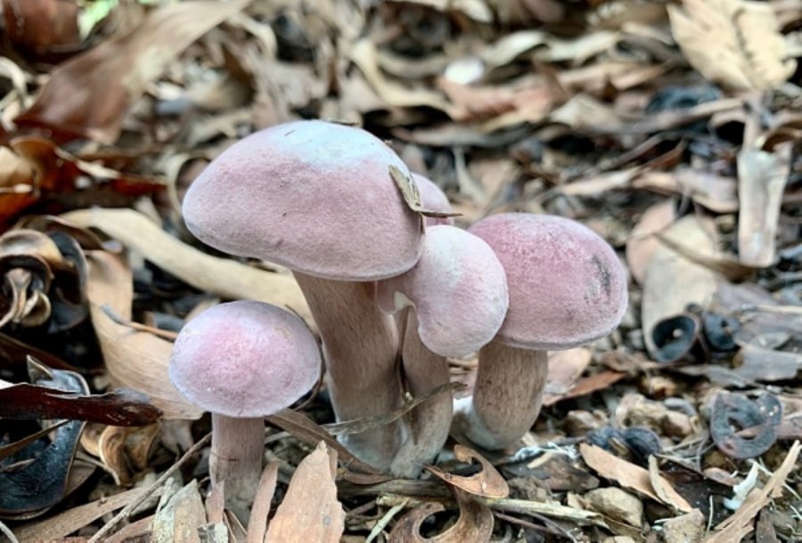 Loai Nam Dang Ngat Nguoi Dan Quang Binh Ai Cung