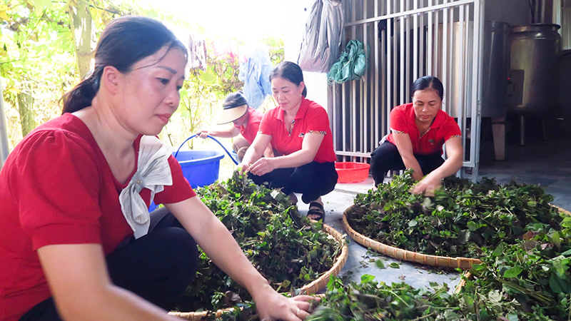 Htx Dược Liệu Thủy Mai Hướng Tới Mục Tiêu Xây Dựng 2 Sản Phẩm Ocop 4 Sao Cấp Tỉnh.