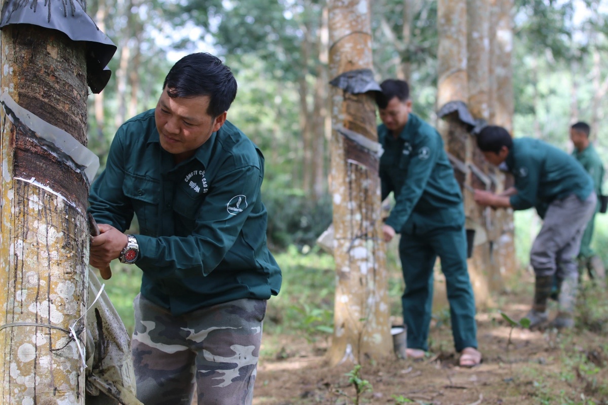 Tuyển Hơn 300 Công Nhân Cao Su Tại Quảng Bình