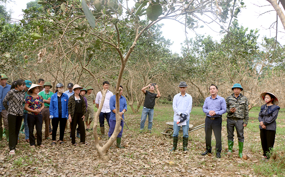 Yen Binh No Luc Khoi Phuc Vung Buoi Dac San