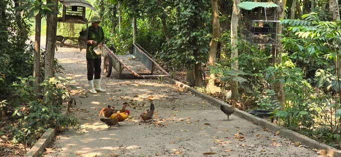 Lạ Đời, Một Ông Nông Dân Nuôi Động Vật Hoang Dã Cho Ăn Thóc, Ăn Ngô Chỉ Để Thả Bay Vô Rừng - Ảnh 1.